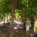 images/stories/Tour-nord-Madagascar/cacao-madagascar.jpg