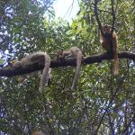 images/stories/Tour-nord-Madagascar/madagascar-lemuriens.jpg