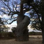 images/stories/Tsiribihina-boucle-Morondave-Tulear-21-jours/baobab-amoureux-madagascar.jpg