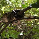 images/stories/Bivouac_a_Nosy_Iranja/excursion_nosy_be_bivouac_Nosy_Iranja_2.jpg