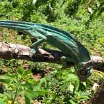 images/stories/Bivouac_a_Nosy_Iranja/excursion_nosy_be_bivouac_Nosy_Iranja_3.jpg