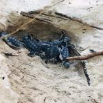 images/stories/Bivouac_a_Nosy_Iranja/excursion_nosy_be_bivouac_Nosy_Iranja_8.jpg