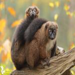 images/stories/Tour-nord-Madagascar/tour_nord_de_madagascar_5jours_4_nuits.jpg