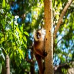 images/stories/komba-tanikely/a-decouverte-lemuriens-nosy-komba-1.jpg