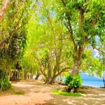 images/stories/komba-tanikely/arbre-nosy-komba-et-tanikely_2.jpg
