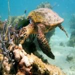 images/stories/komba-tanikely/excursion_nosy_komba_et_tanikely.jpg