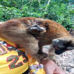 images/stories/komba-tanikely/lemurien-nosy-komba-et-tanikely.jpg