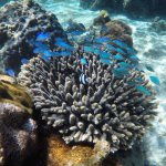 images/stories/komba-tanikely/nosy-komba-tanikely-visite.png