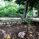 images/stories/komba-tanikely/nosy_komba_et_tanikely_richesse.jpg