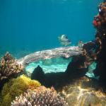 images/stories/komba-tanikely/snorkeling-pmt-tanikely.jpg