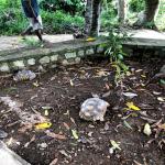 images/stories/komba-tanikely/vue_de_nosy_komba_et_tanikely.jpg