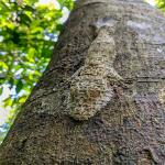 images/stories/lokobe-reserve/excursion_rendonnee_lokobe_reserve_nosy_be_4.jpg