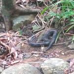images/stories/lokobe-reserve/excursion_rendonnee_lokobe_reserve_nosy_be_5.jpg
