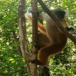 images/stories/lokobe-reserve/excursion_rendonnee_lokobe_reserve_nosy_be_6.jpg