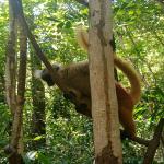 images/stories/lokobe-reserve/excursion_rendonnee_lokobe_reserve_nosy_be_7.jpg
