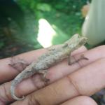 images/stories/lokobe-reserve/excursion_rendonnee_lokobe_reserve_nosy_be_9.jpg