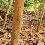 images/stories/lokobe-reserve/excursion_reserve_de_lokobe_.jpg