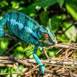 images/stories/lokobe-reserve/excursion_reserve_naturel_lokobe_nosy_be-1.jpg