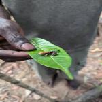 images/stories/lokobe-reserve/excursion_reserve_naturel_lokobe_nosy_be.jpg