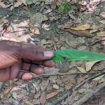 images/stories/lokobe-reserve/reserve_de_lokobe_excursion_nosy_be_parc_11.jpg