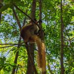 images/stories/lokobe-reserve/reserve_de_lokobe_excursion_nosy_be_parc_4.jpg