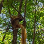 images/stories/lokobe-reserve/reserve_de_lokobe_excursion_nosy_be_parc_5.jpg