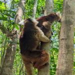 images/stories/lokobe-reserve/reserve_de_lokobe_excursion_nosy_be_parc_6.jpg