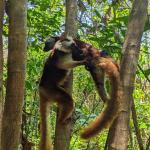 images/stories/lokobe-reserve/reserve_de_lokobe_excursion_nosy_be_parc_7.jpg