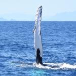 images/stories/safari_baleine/062c50b50e6796a349ab5211dc8be425.jpg