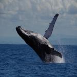 images/stories/safari_baleine/34565606771_9f28884c5c_k.jpg