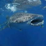 images/stories/safari_baleine/FB_IMG_16923638135989938.jpg