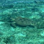 images/stories/sakatia/tortue_de_mer_sakatia.jpg