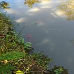 images/stories/tour-de-l-ile-nosy-be/tour_de_liles_nosy_be_excursion_nosy_be_10.jpg