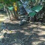 images/stories/tour-de-l-ile-nosy-be/tour_de_liles_nosy_be_excursion_nosy_be_11.jpg