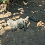 images/stories/tour-de-l-ile-nosy-be/tour_de_liles_nosy_be_excursion_nosy_be_16.jpg