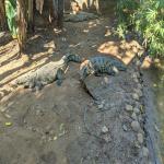 images/stories/tour-de-l-ile-nosy-be/tour_de_liles_nosy_be_excursion_nosy_be_18.jpg