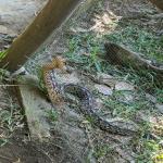 images/stories/tour-de-l-ile-nosy-be/tour_de_liles_nosy_be_excursion_nosy_be_4.jpg